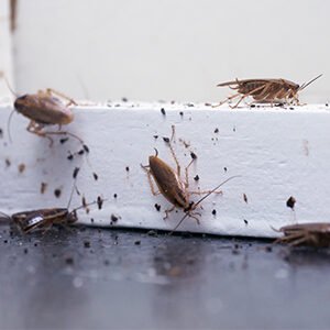 blattes germanique orientale cafards