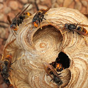 destruction nid guêpes frelons asiatiques