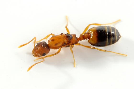 Fourmi pharaon